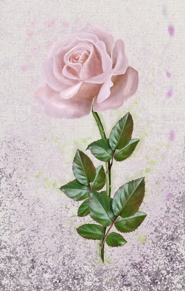 Rose rose, aquarelle peinte à la main — Photo