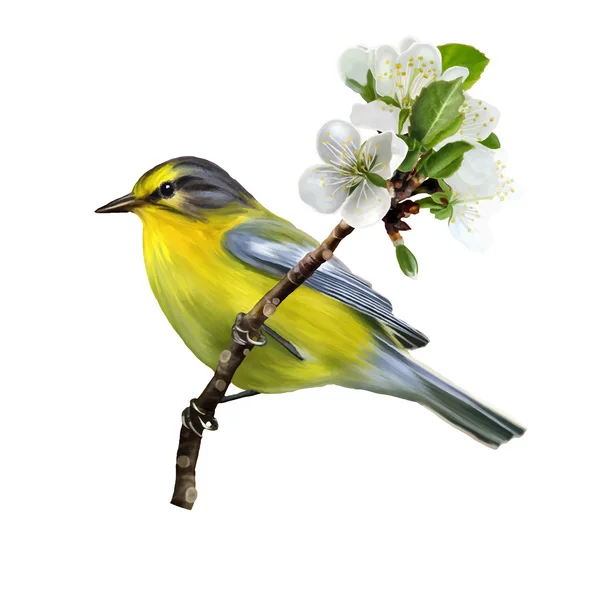 Pájaro amarillo en una rama de flores de cerezo, ilustración vectorial — Vector de stock