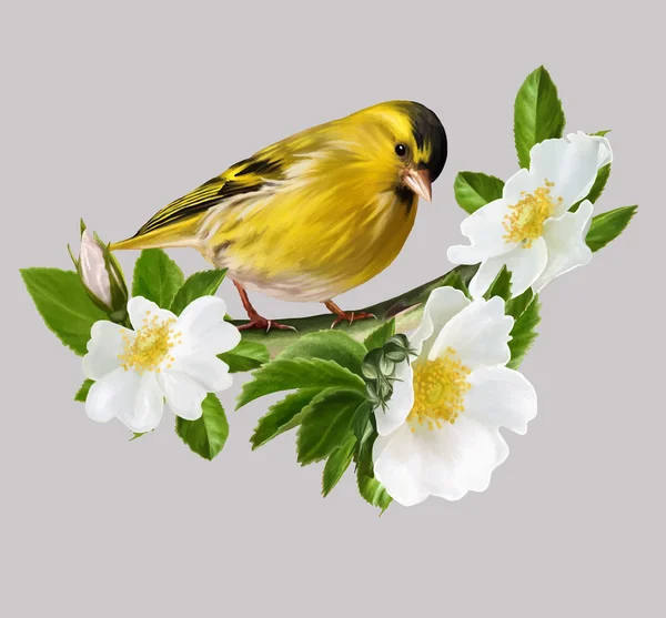 カナリアストックベクター ロイヤリティフリーカナリアイラスト Depositphotos