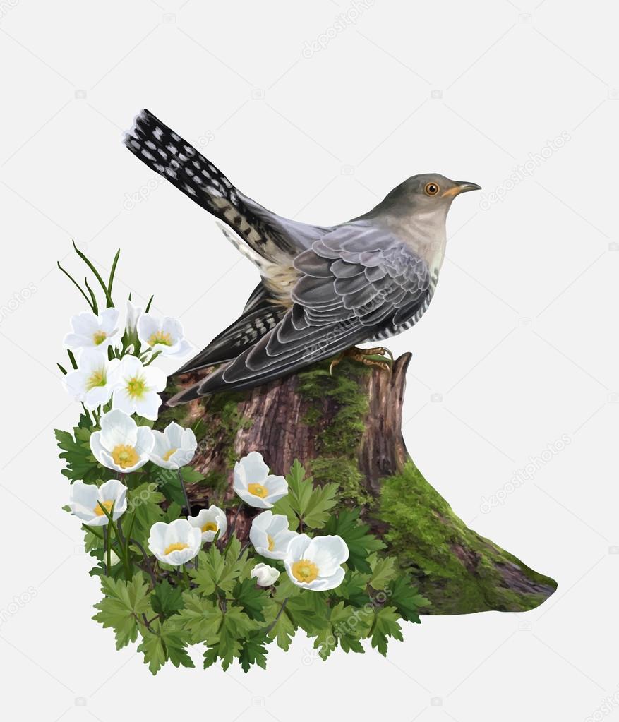 cuckoo bird on the old stump near white flowers blooming anemone
