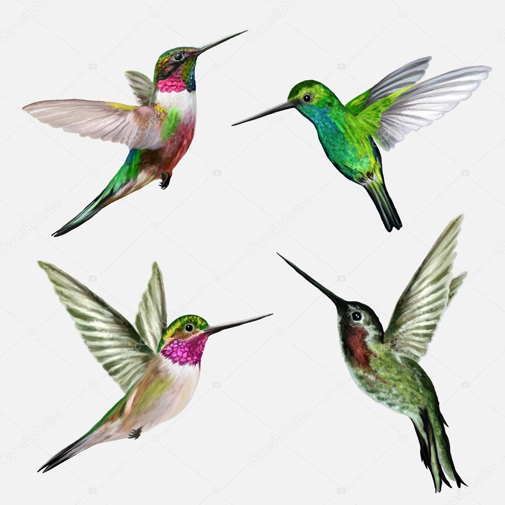 Set four small bird hummingbird, vector illustration