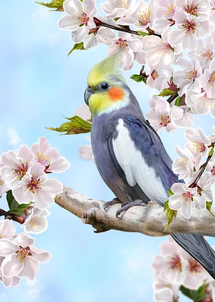 Grande pappagallo grigio su un ramo di fiori di ciliegio — Foto Stock