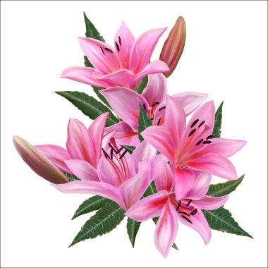 kompozisyon yeşil ve pembe çiçek lilyum bırakır. izole. Vektör çizim.