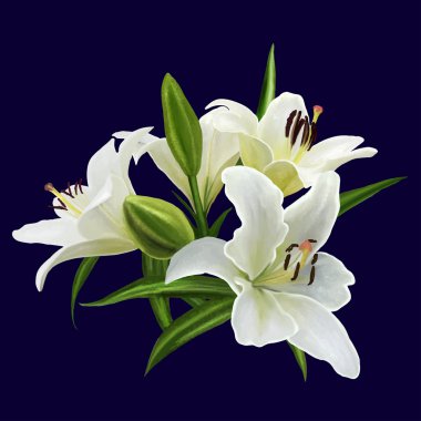 Beyaz Zambak çiçeği buket vektör illüstrasyon izole.