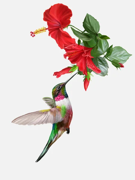 小さな鳥ハチドリと鮮やかな赤いバラ ハイビスカス ベクトル図 — ストックベクタ
