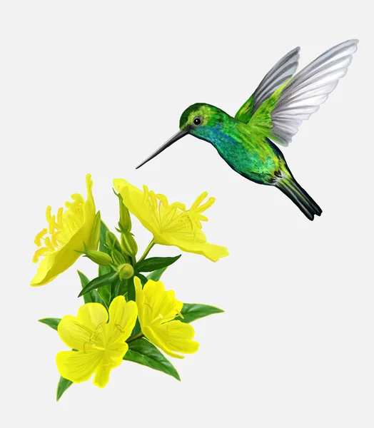 Kleine vogels, kolibries en gele bloemen vectorillustratie — Stockvector