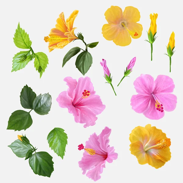 Set flowers hibiscus yellow and pink, green leaves, Vector illustration