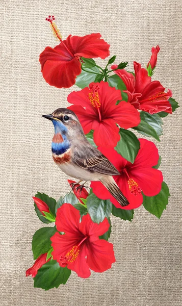 Liten fågel på en bakgrund av ljusa röda hibiskus blommor — Stockfoto