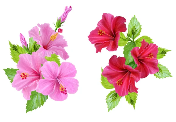 Set von zwei Blumensträußen rot und rosa Hibiskus isoliert — Stockfoto