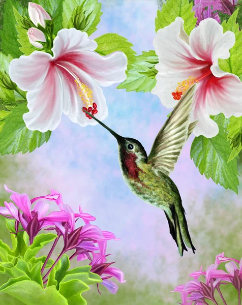 Little bird hummingbirds near white hibiscus in a tropical fores — Stock Photo, Image
