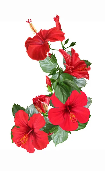 Strauß leuchtend rot blühender Hibiskus — Stockfoto