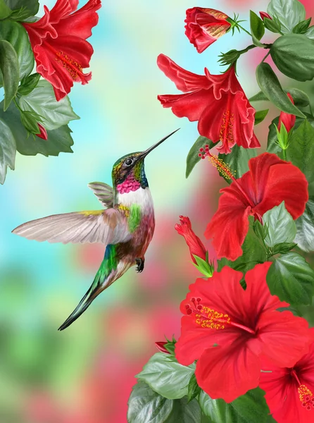 Colibri dibujo fotos de stock, imágenes de Colibri dibujo sin royalties | Depositphotos Colibri dibujo fotos de stock, imágenes de Colibri dibujo sin royalties | Depositphotos