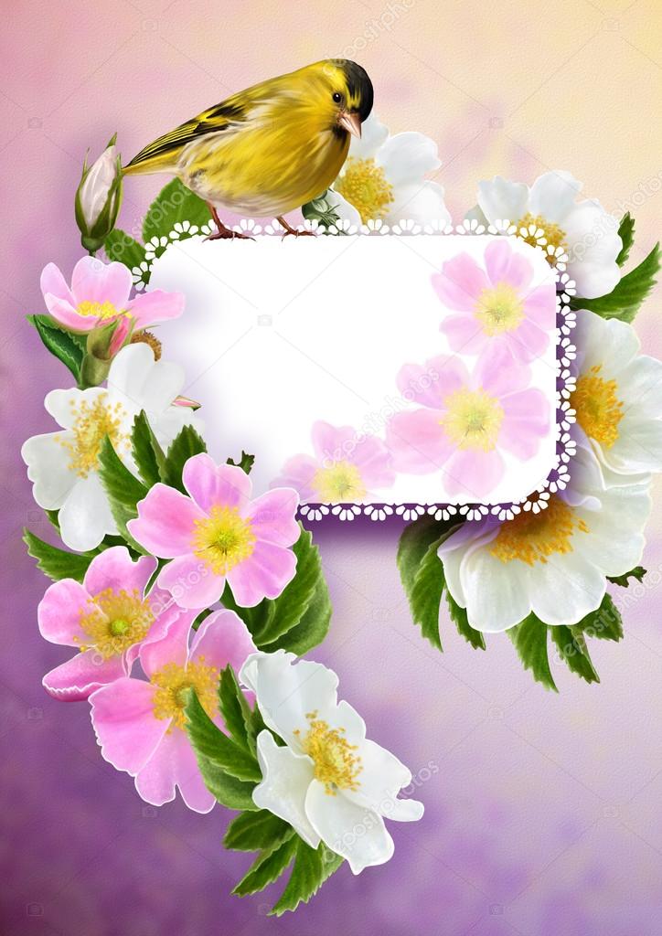 post card. blooming white and pink rose,  little yellow bird