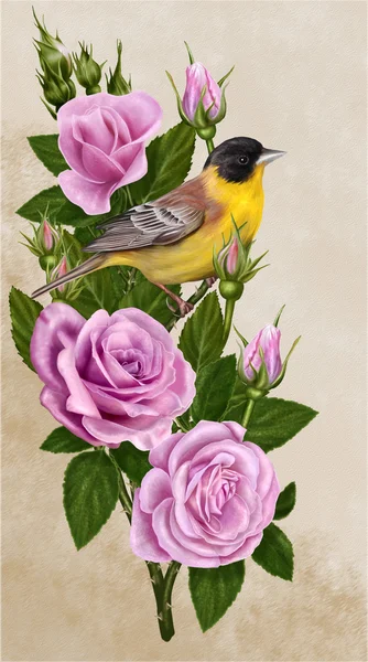 ピンクのバラの枝に黄色の鳥 — ストック写真