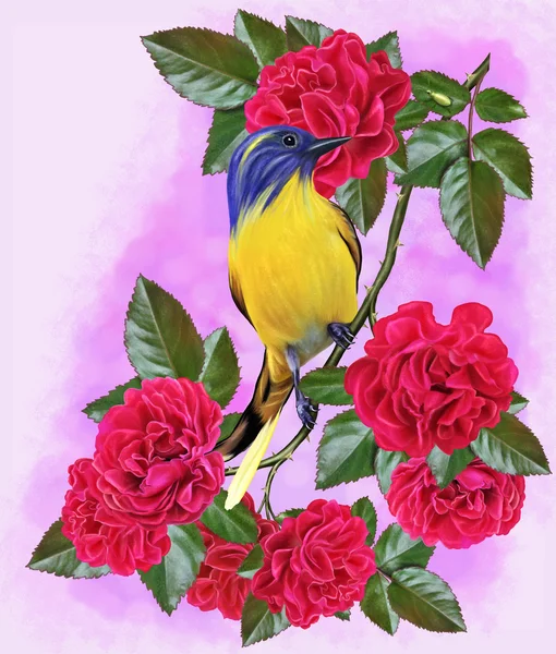 Yellow tit on a branch of a red rose — Stock Photo, Image