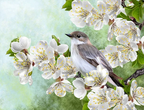 Gray bird on a branch of a blossoming tree — Stock Photo, Image