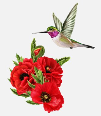 küçük kuş sinek kuşlarının ve kırmızı haşhaş