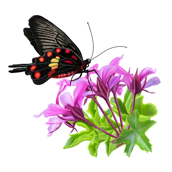 Big black tropical butterfly sits on a pink flower — Stock Vector