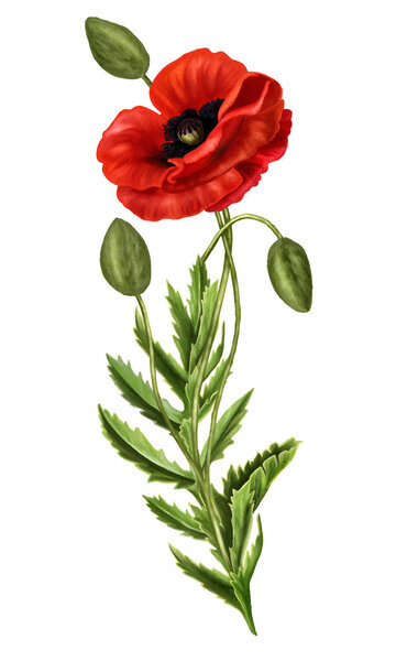 red poppy on a white background