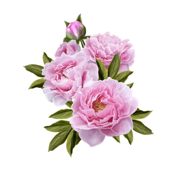 izole buket pembe peonies, vektör çizim,