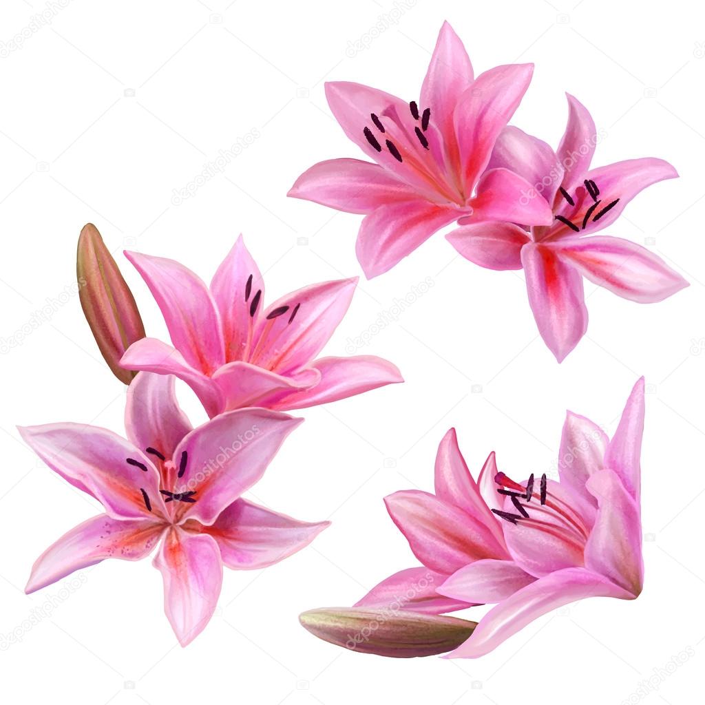 set of pink lily flower isolated