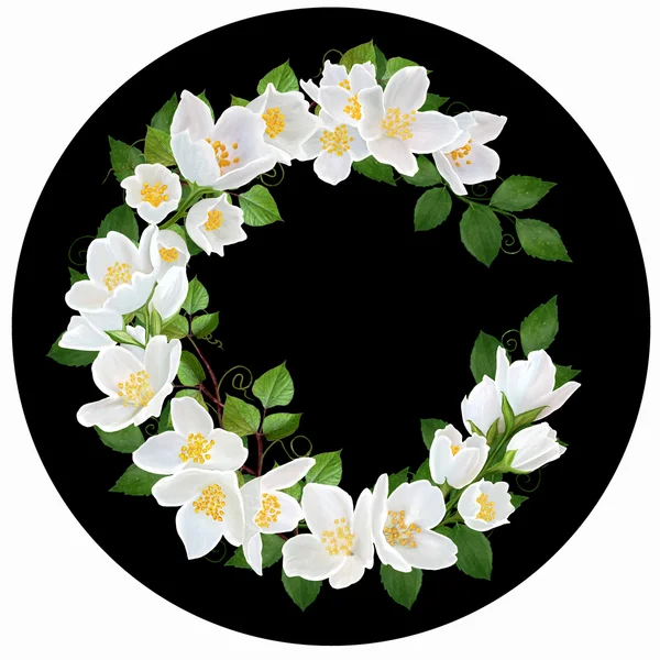 Obraz. Bílých jasmínových květů v kruhu. Černé pozadí. — Stock fotografie