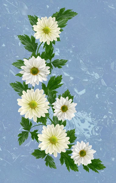 Bouquet di crisantemi bianchi su sfondo blu — Foto Stock