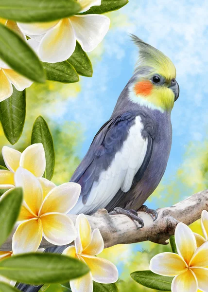 Pták papoušek corella a bílých květů plumeria, keře — Stock fotografie