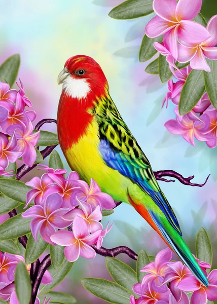 büyük kuş kırmızı papağan frangipani dal