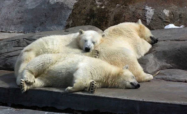 Three sleeping polar bears — Stock Photo, Image