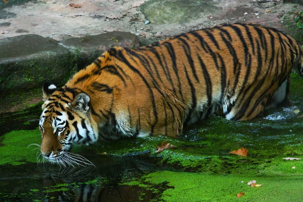 Tiger in water — Stock Photo, Image