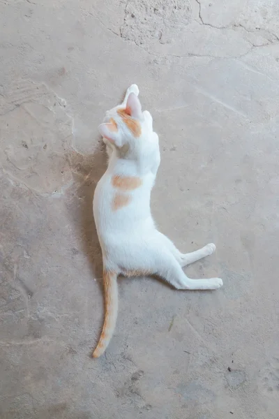 Kucing lihat di depan tampilan atas — Stok Foto