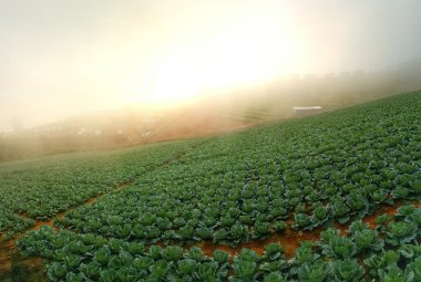 Taze lahana rose. Phu Thap Boek