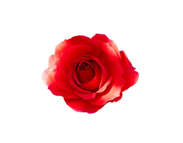 Flor Roja Rosa Sobre Fondo Blanco Aislado Con Camino Recorte — Foto de Stock