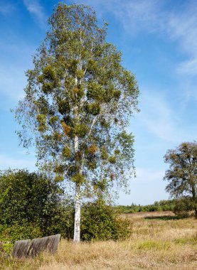 Huş ağacı, güneşli bir günde bulutlu mavi gökyüzüne karşı tarlada. Güzel doğa manzarası