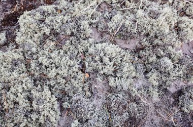 Beyaz orman yosunları. Arctic Lichen veya Ren Geyiği veya Cladonia Stellaris. Üst görünüm