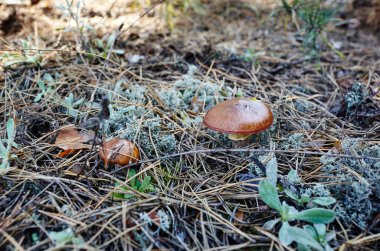 Sonbahar ormanında yabani mantarlar. Soyadı Boletaceae, Bilimsel adı Suillus