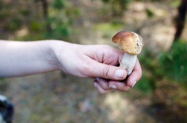 Dişi el ormanda toplanan bir mantarı tutar. Sonbahar ormanlarında yabani mantar topluyorum. Soyadı Boletaceae, Bilimsel adı Boletus edulis