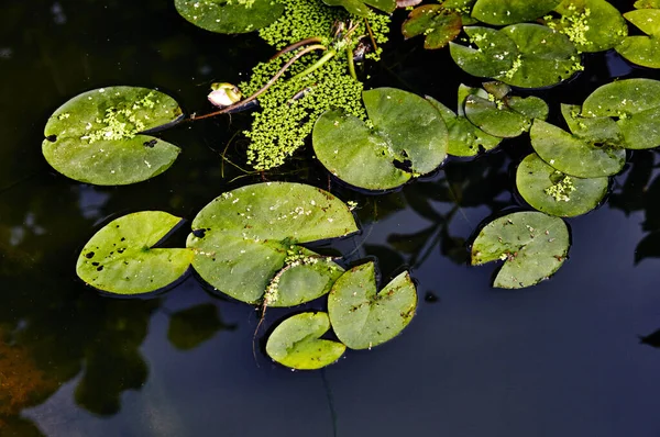 庭に緑の葉を持つ装飾池 池の水面に一本の睡蓮の花 — ストック写真