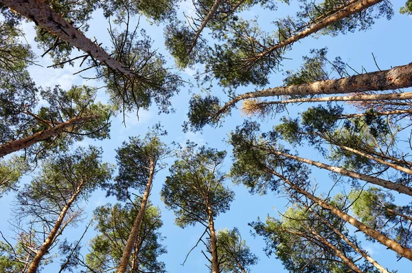 Vista Inferior Vieja Alta Fortaleza Bosque Siempreverde Cielo Azul Fondo — Foto de Stock