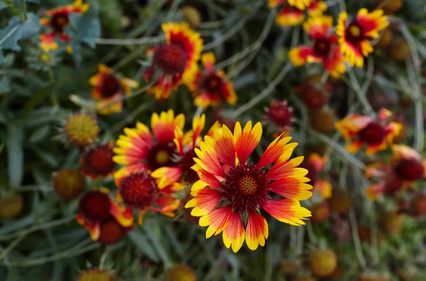 Underbar Klarröd Gaillardia Blomma Eller Filt Gaillardia Aristata Eller Pulchella — Stockfoto