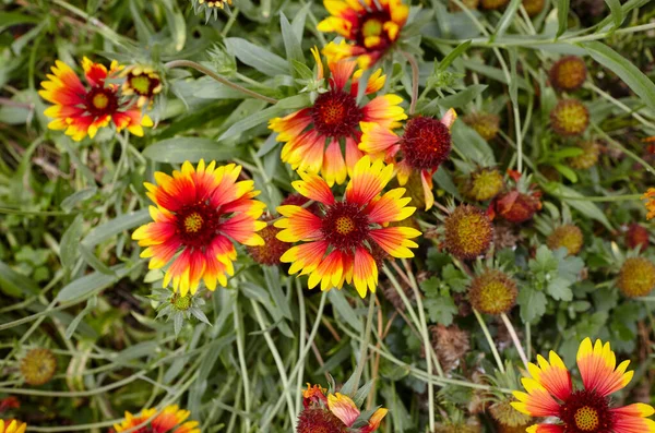 Egy Csodálatos Fényes Piros Gaillardia Virág Vagy Takaróvirág Gaillardia Aristata — Stock Fotó