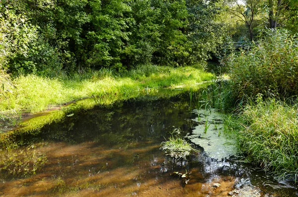 Paesaggio Estivo Mattina Tranquilla Sul Fiume Riflessione Astratta Degli Alberi — Foto Stock