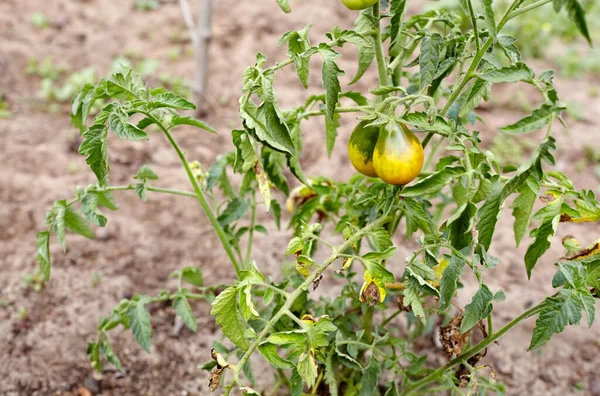 토마토는 잔가지 여름에 자란다 아름다운 녹색익지 장미꽃 도마도 농장에서 자란다 — 스톡 사진