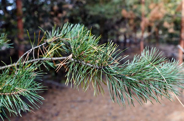 Branche Pin Dans Forêt Belle Branche Épinette Avec Aiguilles Arbre — Photo