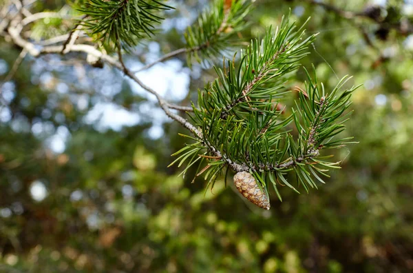 Pine Branch Ripe Cones Forest Beautiful Spruce Branch Needles Christmas — Stock Photo, Image