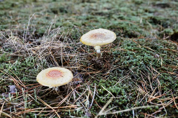 Giftig Och Hallucinogen Svamp Flyga Agaric Nålar Och Blad Hösten — Stockfoto