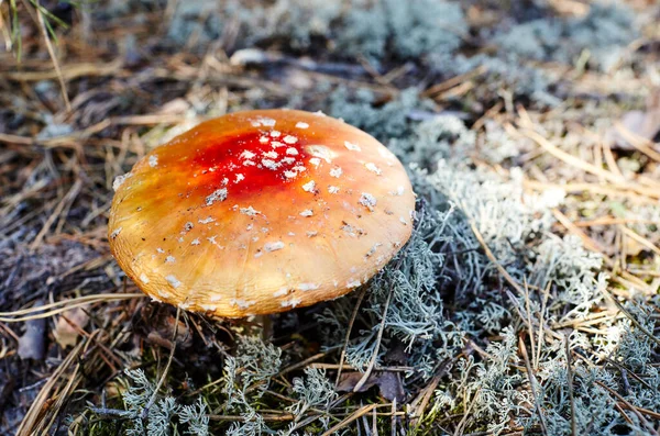 在秋天的森林背景上 毒菌和致幻剂蘑菇在针叶中飞舞 Amanita Muscaria 有选择的重点 模糊的背景 — 图库照片