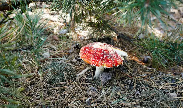 Giftige Und Halluzinogene Pilze Fliegen Nadeln Und Blättern Auf Herbstlichem — Stockfoto