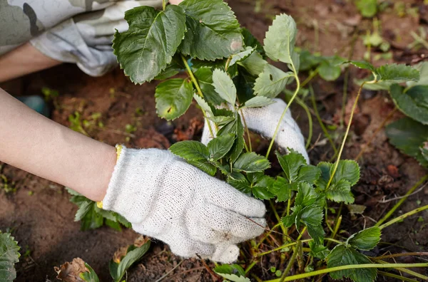 Woman gardening in backyard. Women\'s hands removes weeds near strawberry vegetation